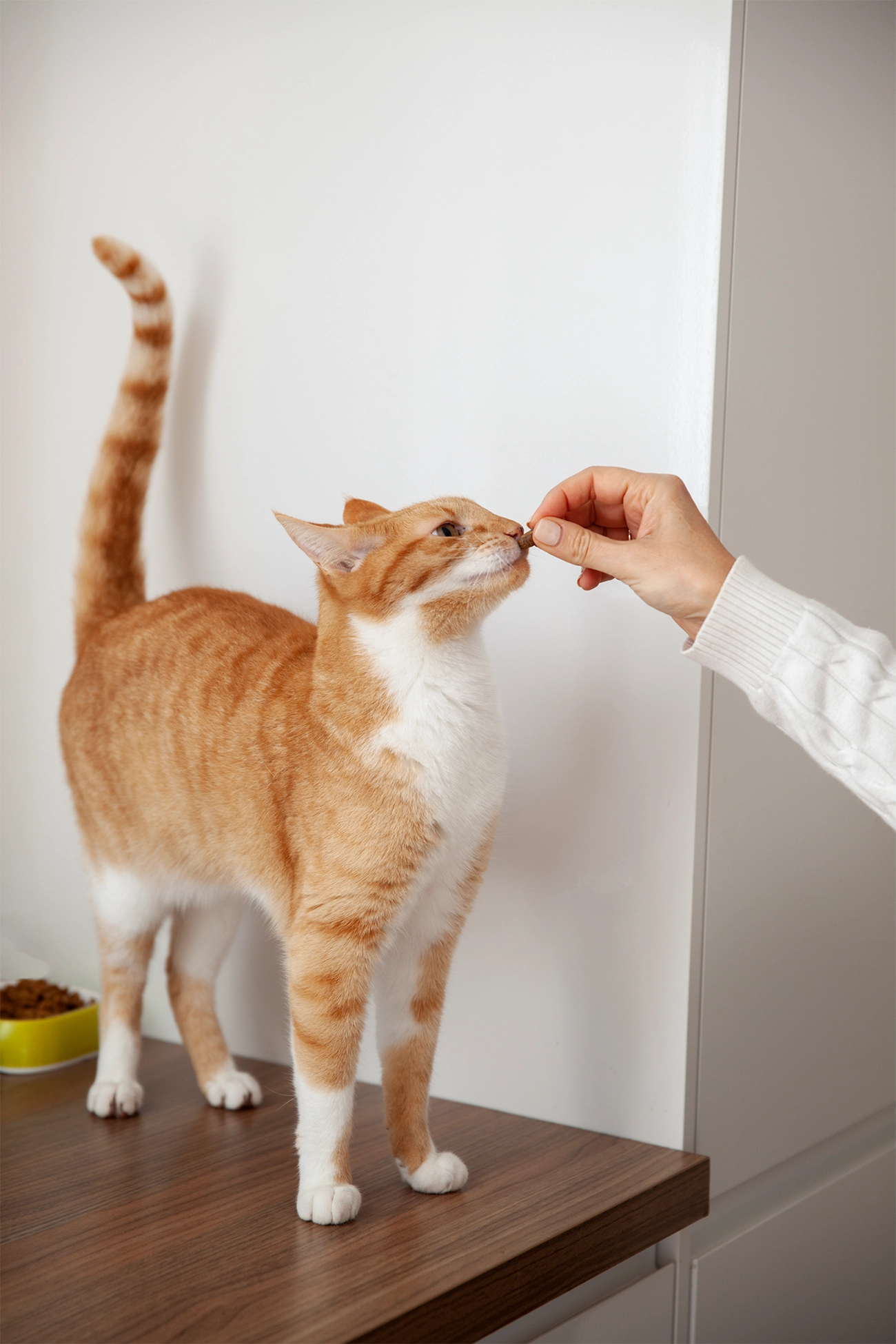 ¿Qué dice la cola de tu gato? Aprende a interpretar su lenguaje corporal