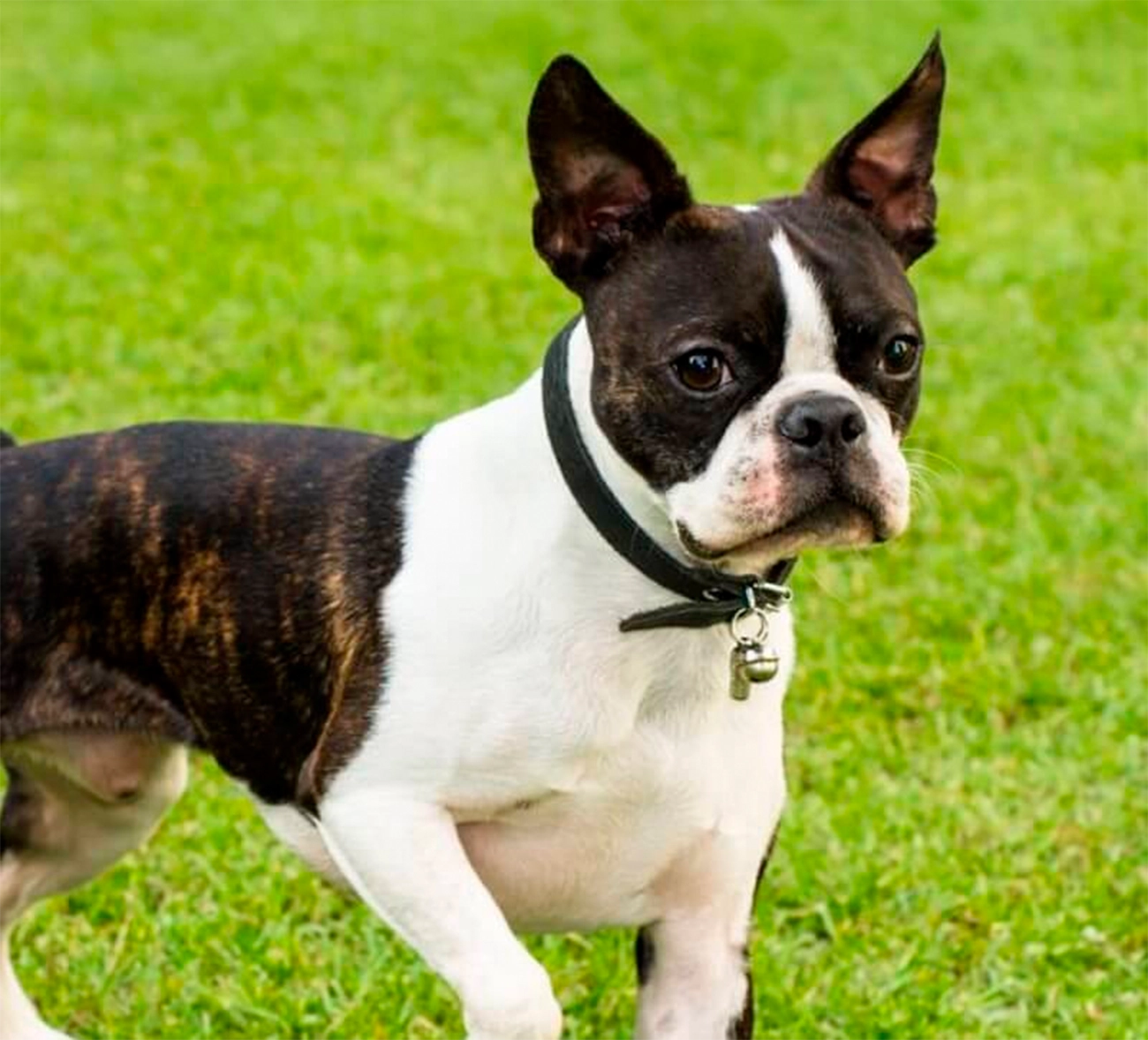 ¿A tu perro le gusta usar collar? Lo que debes saber