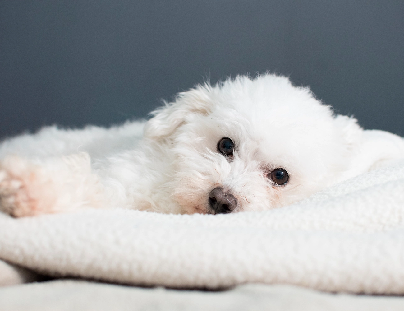 Los perros más cariñosos y cómo expresan su afecto