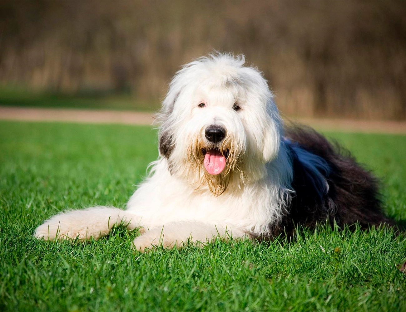 Los perros más cariñosos y cómo expresan su afecto