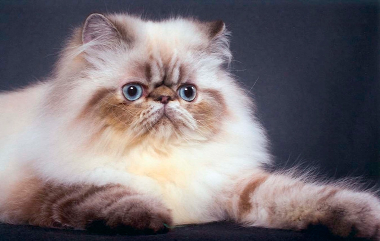 Gatos de Hocico Chato: Cuidados Especiales para Felinos Únicos