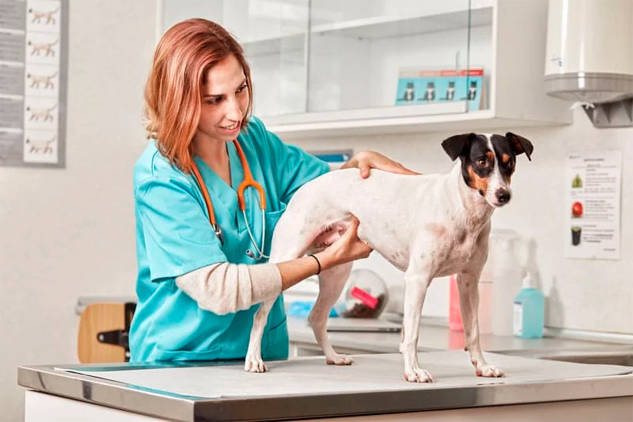 Prostatitis en Perros: Causas, síntomas y atención oportuna