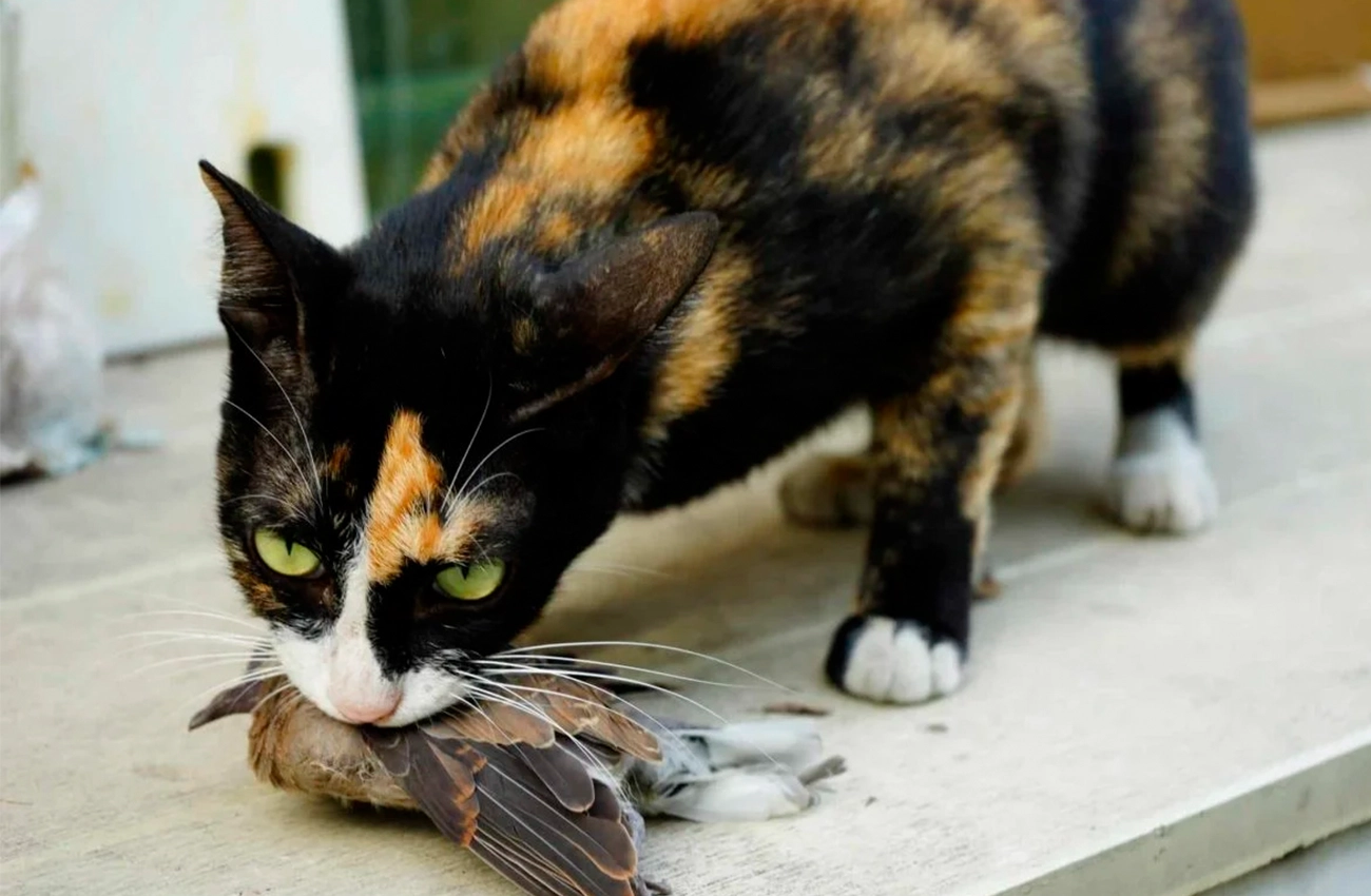 ¿Por qué los gatos traen "regalos" a casa?