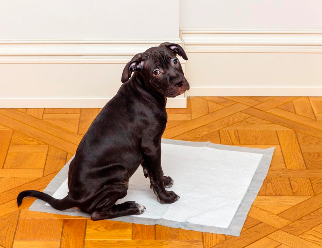 Cómo enseñar a tu perro a hacer sus necesidades en el lugar correcto