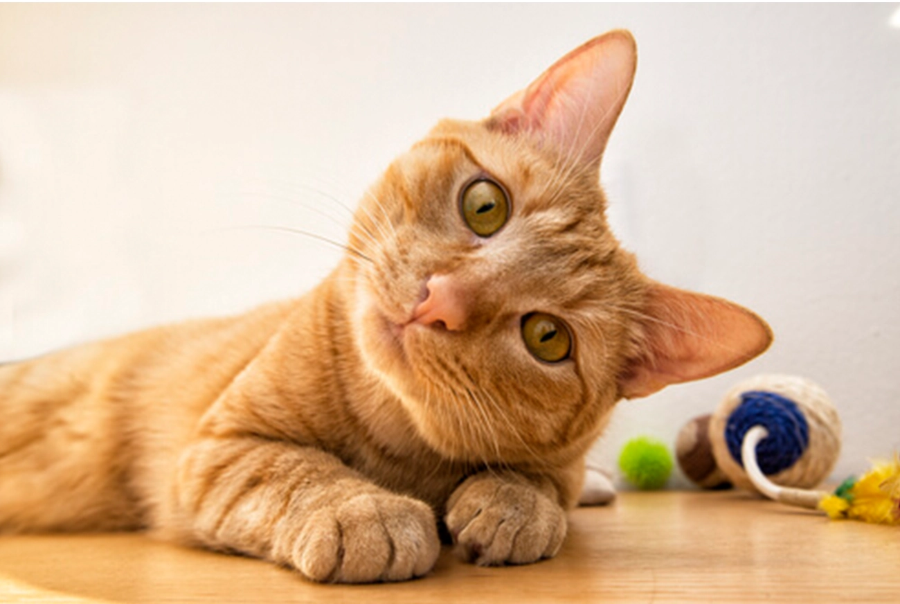 ¿Tu gato podría tener problemas de audición?