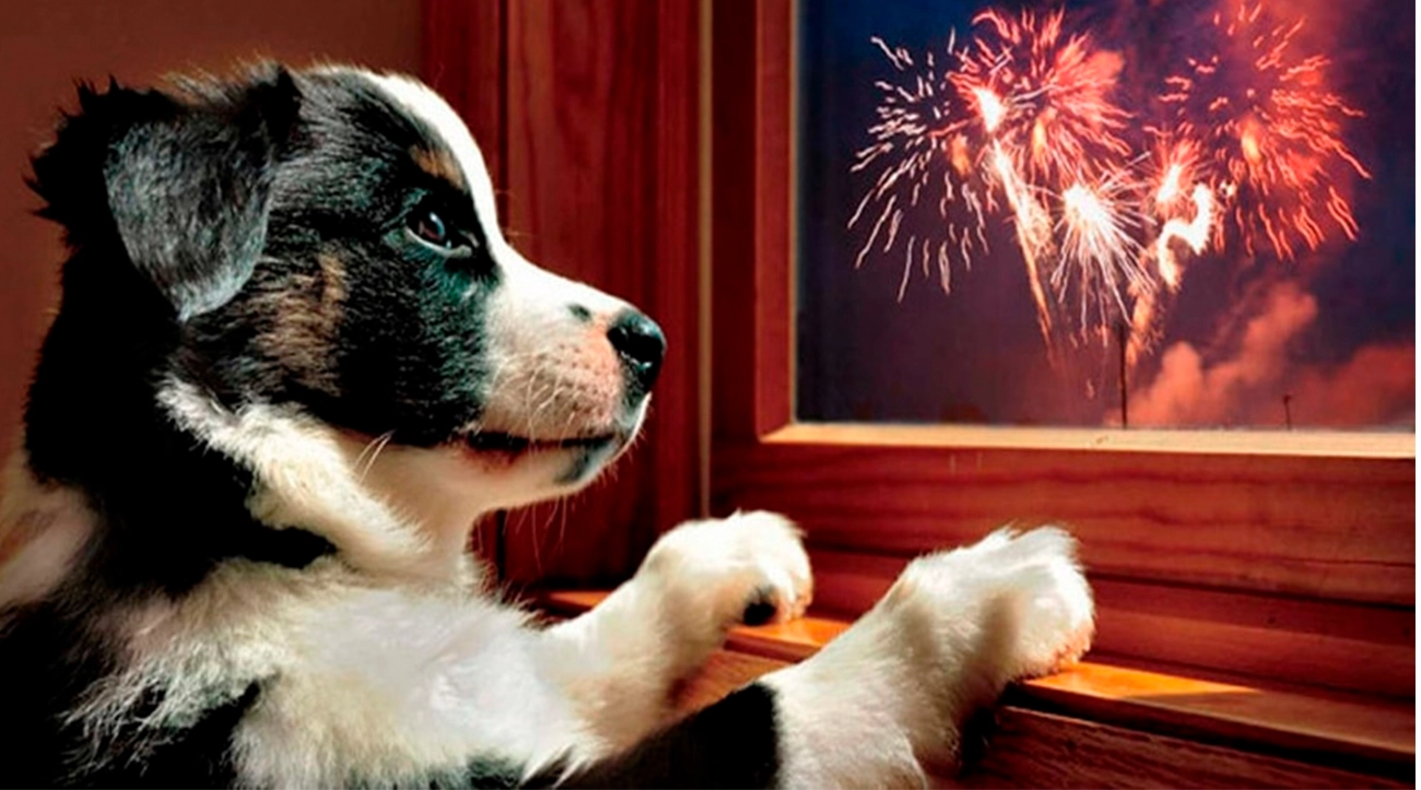 El miedo de los perros a los fuegos artificiales: causas y consejos para calmarlos