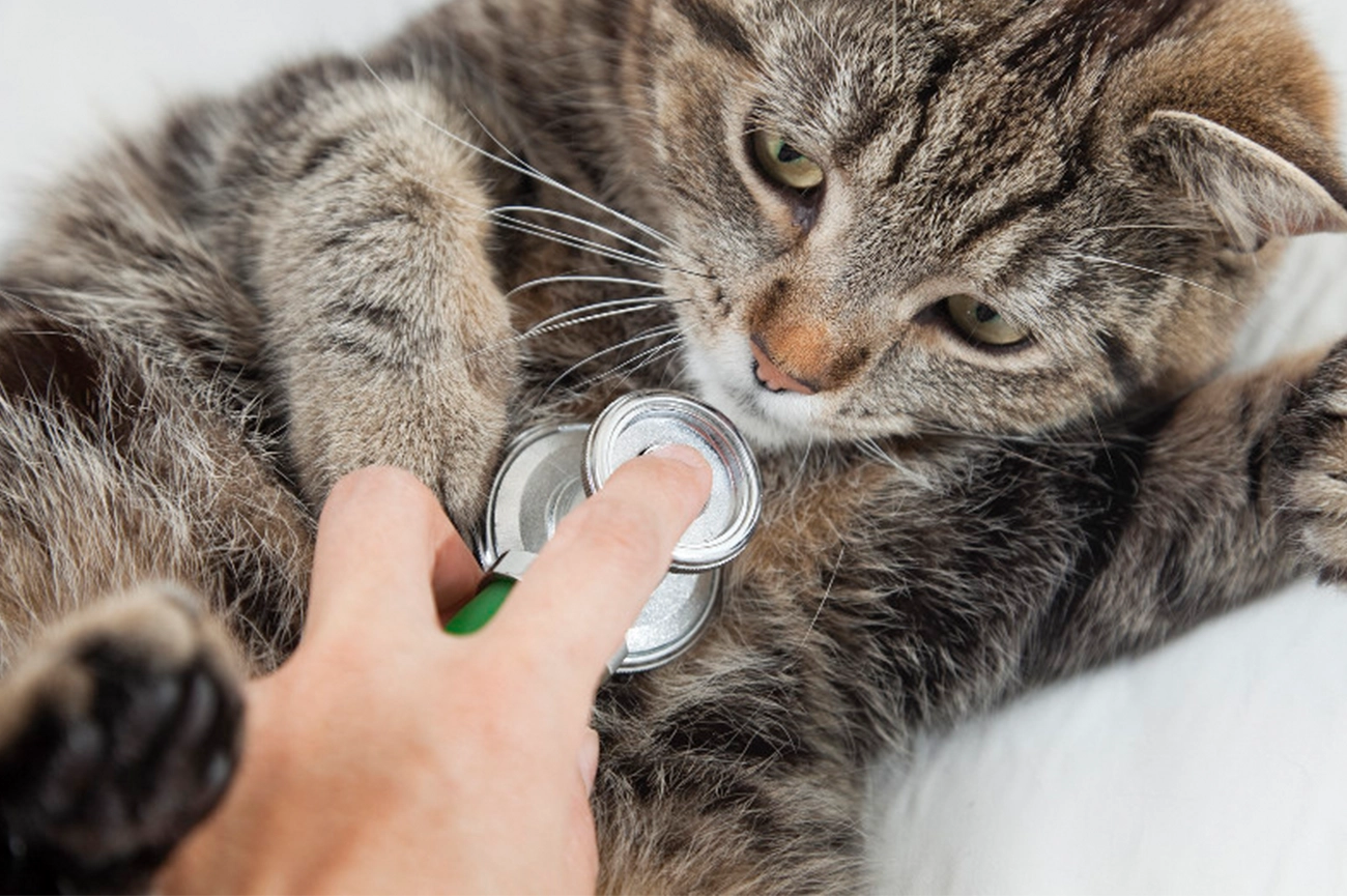 Giardiasis en gatos: qué es, síntomas y tratamiento