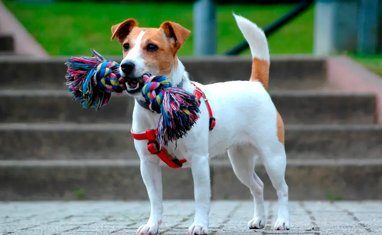 Jack Russell Terrier: pequeño, enérgico y diseñado para el trabajo