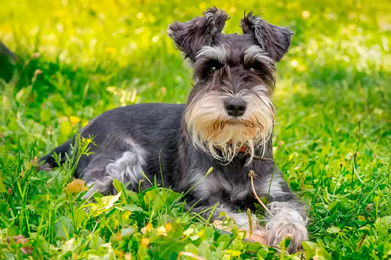 Razas de perro que casi no sueltan pelo