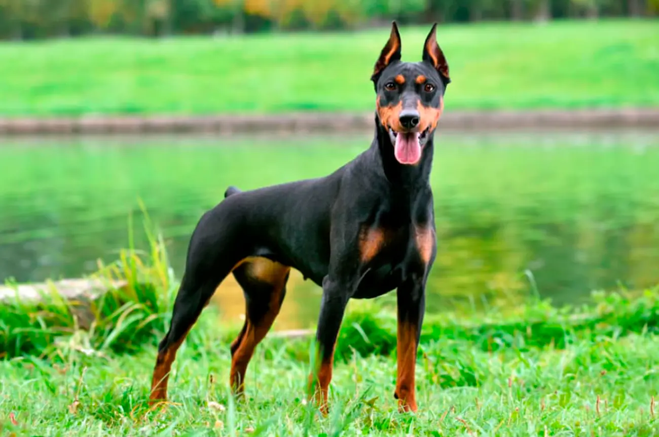 Razas de perro que casi no sueltan pelo