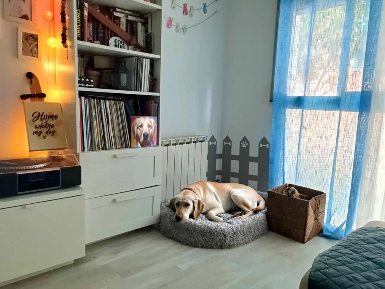 Ideas para crear un espacio cómodo para tu perro en casas pequeñas o departamentos