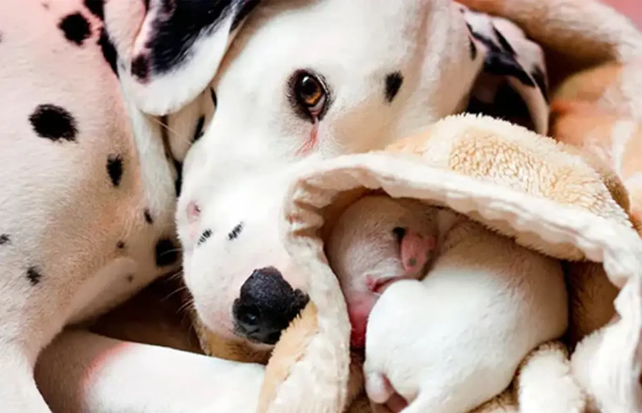 ¿Por qué una perrita puede rechazar a sus crías y cómo actuar?