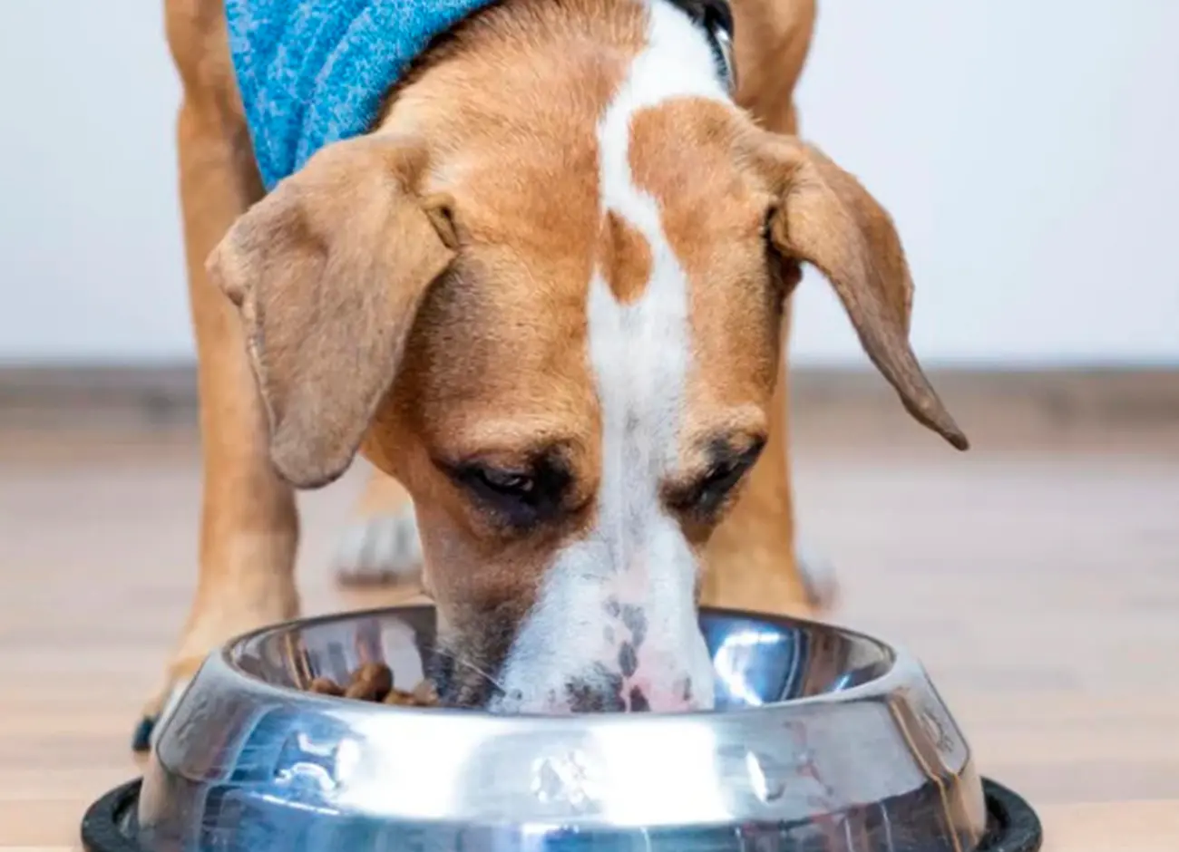 Diferencias entre la forma de comer de perros y gatos (Y cómo adaptar el entorno para tu felino)