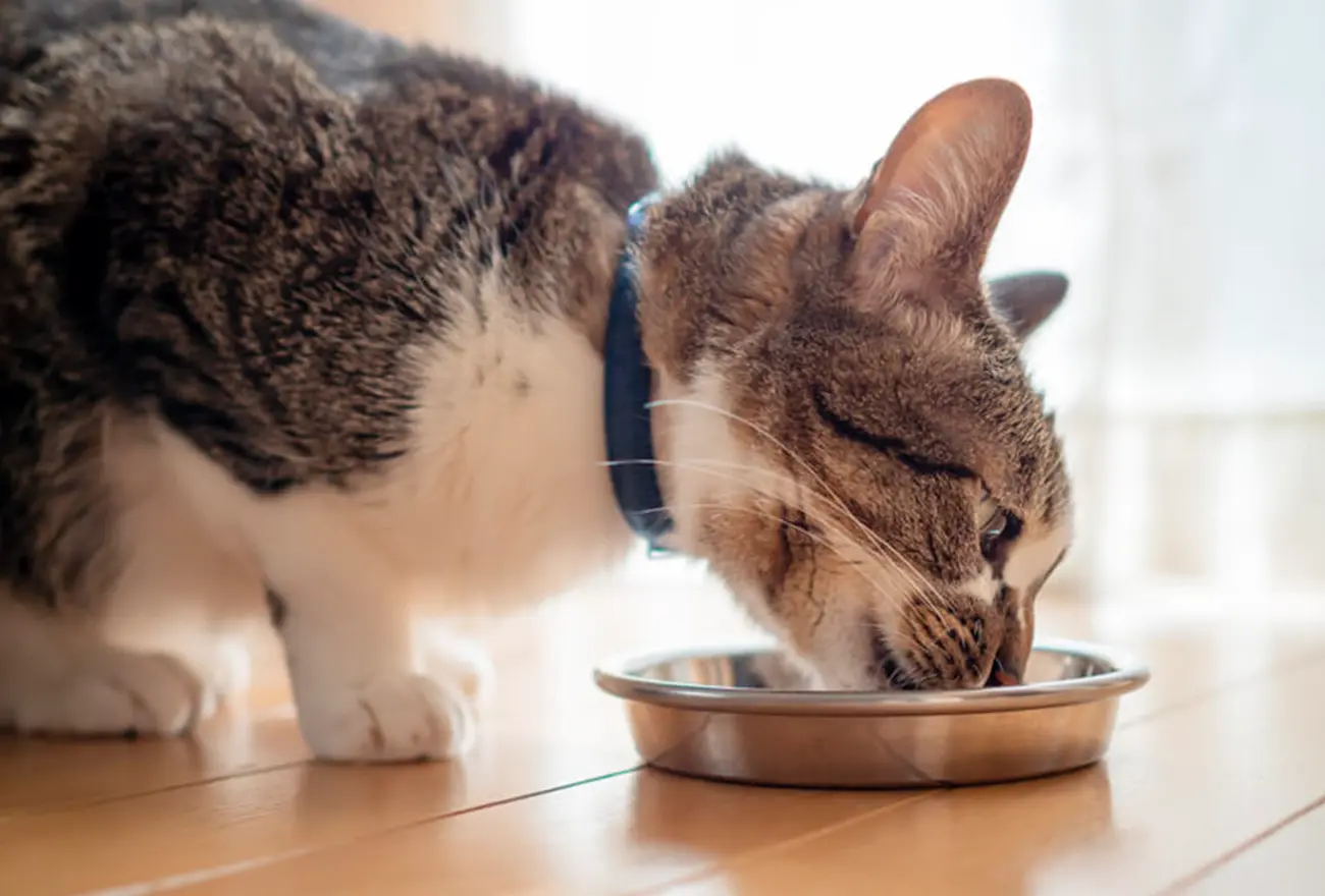 Diferencias entre la forma de comer de perros y gatos (Y cómo adaptar el entorno para tu felino)
