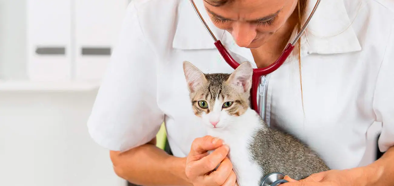 Diarrea en gatos: causas frecuentes y cuándo buscar ayuda