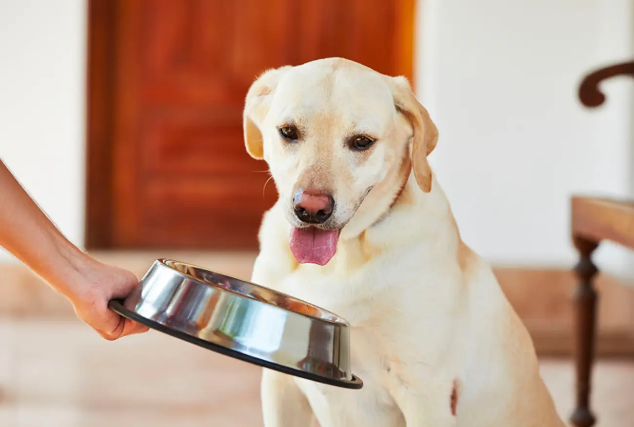 ¿Por qué mi perro no quiere comer? Principales causas y qué hacer