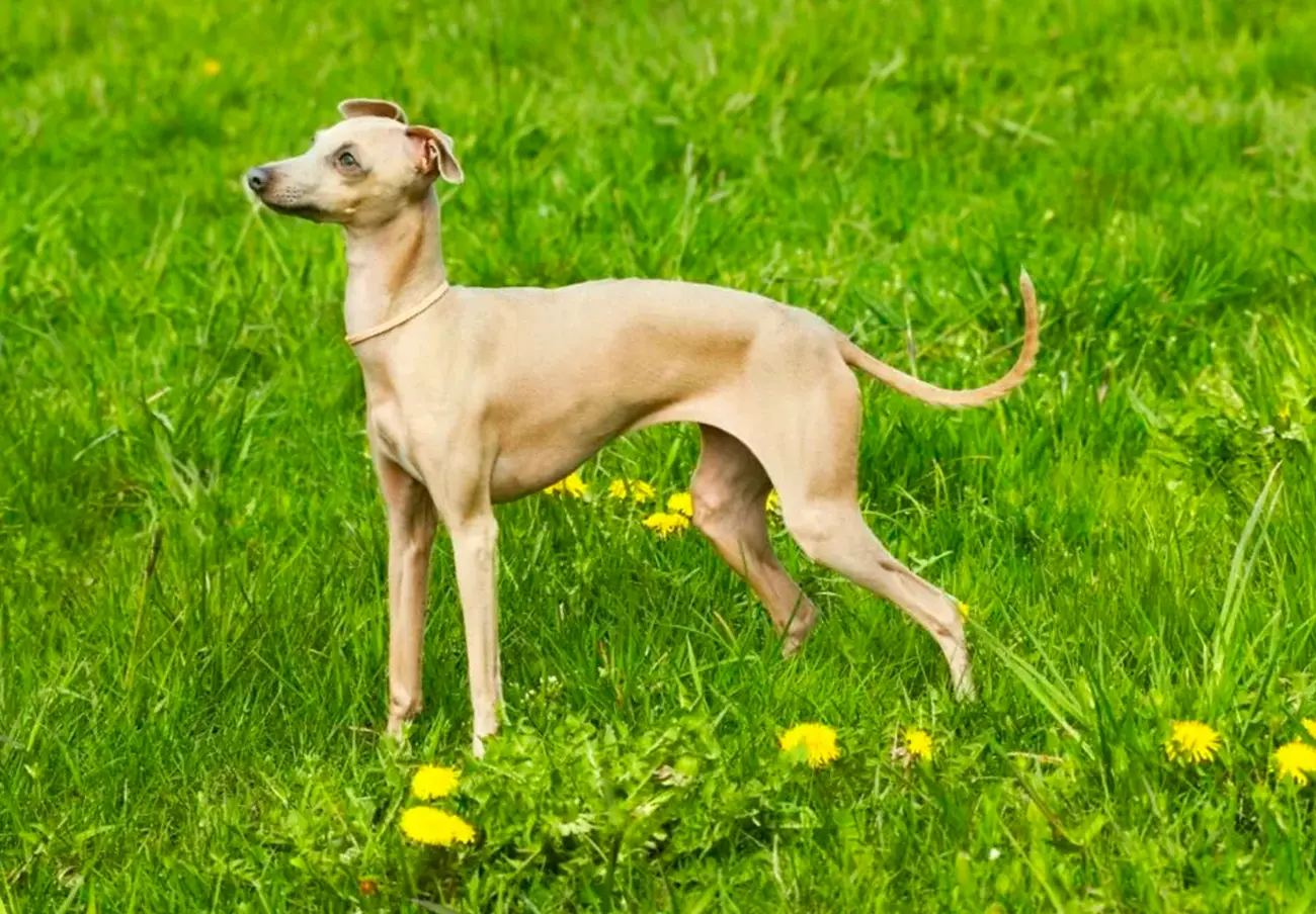 Razas de perros ideales para la vida en casa