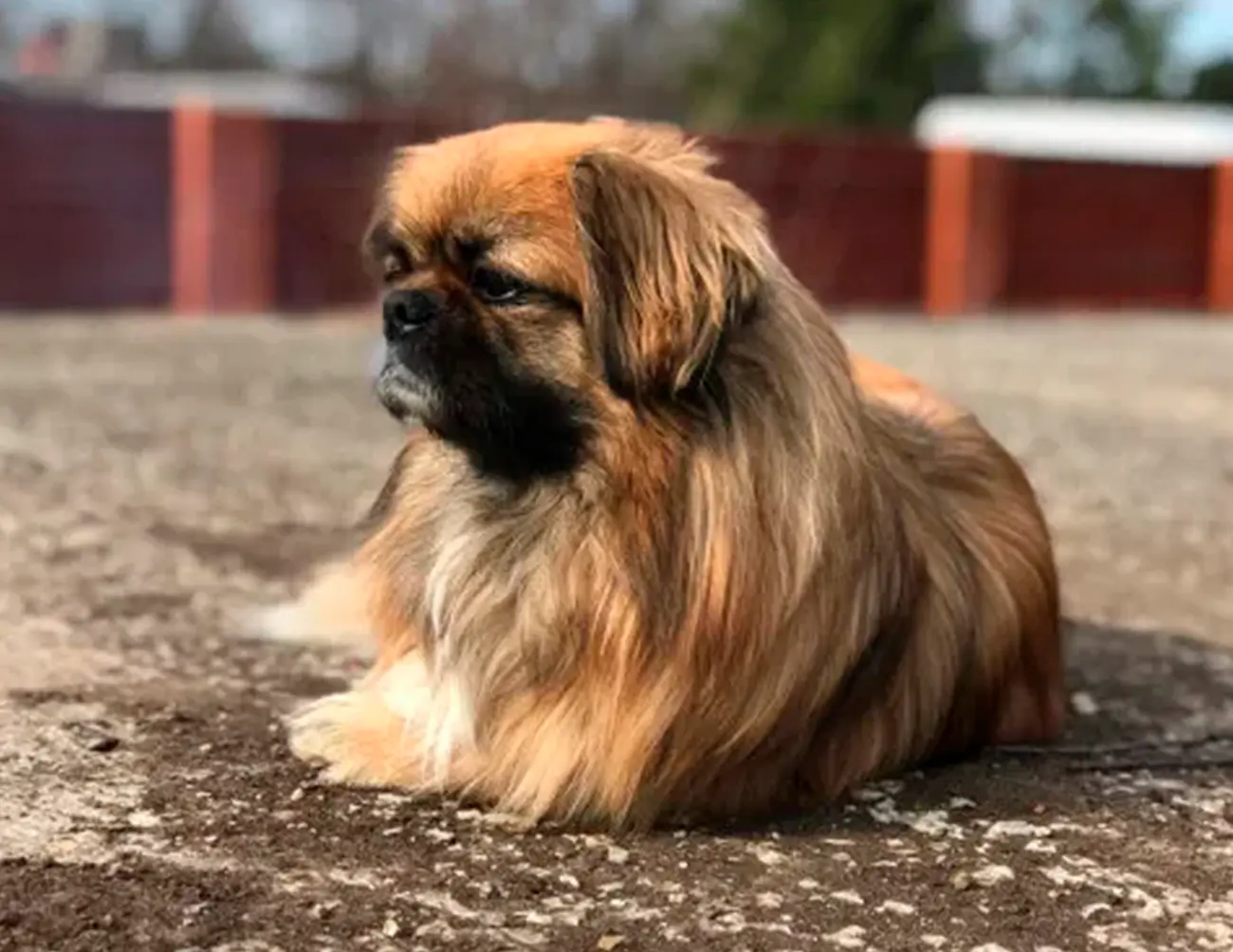 Razas de perros ideales para la vida en casa