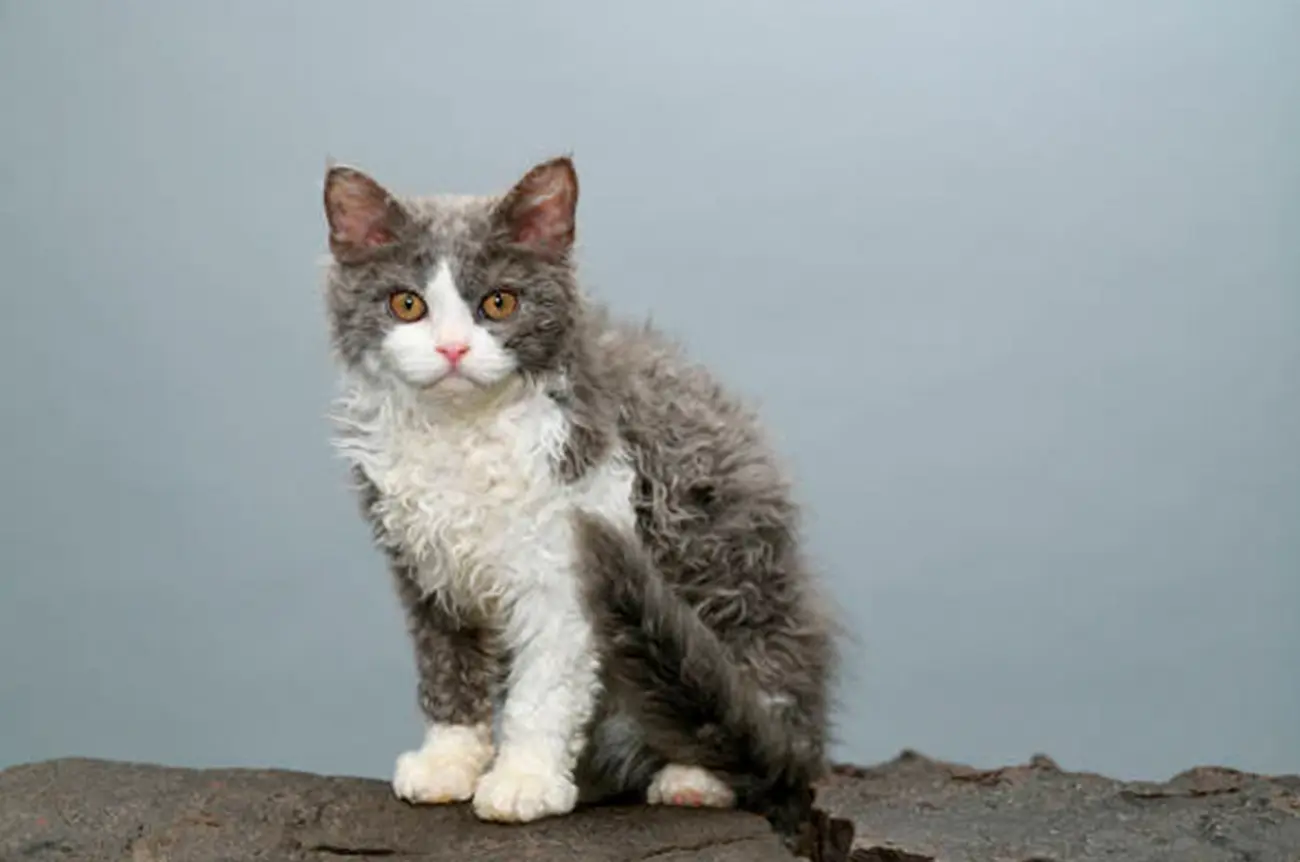 Selkirk Rex: un felino rizado, cariñoso y lleno de encanto