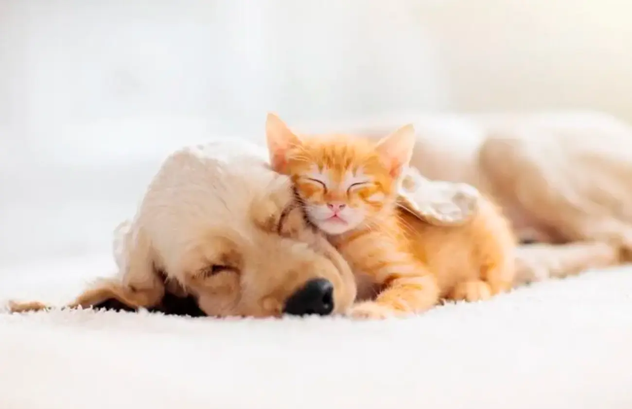 ¿Perros o gatos? El mapa mundial de las mascotas favoritas