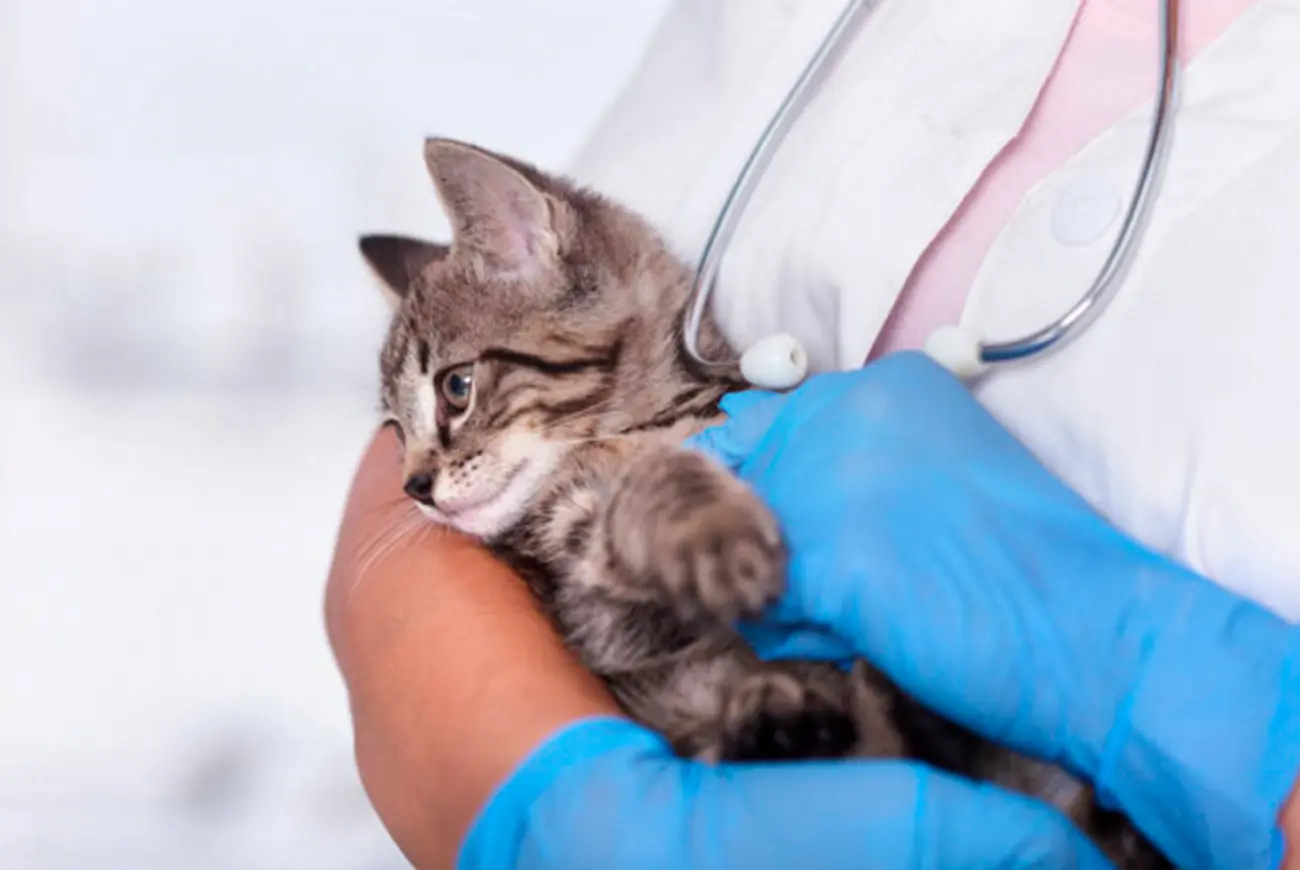 Giardiasis en gatos: lo que debes saber