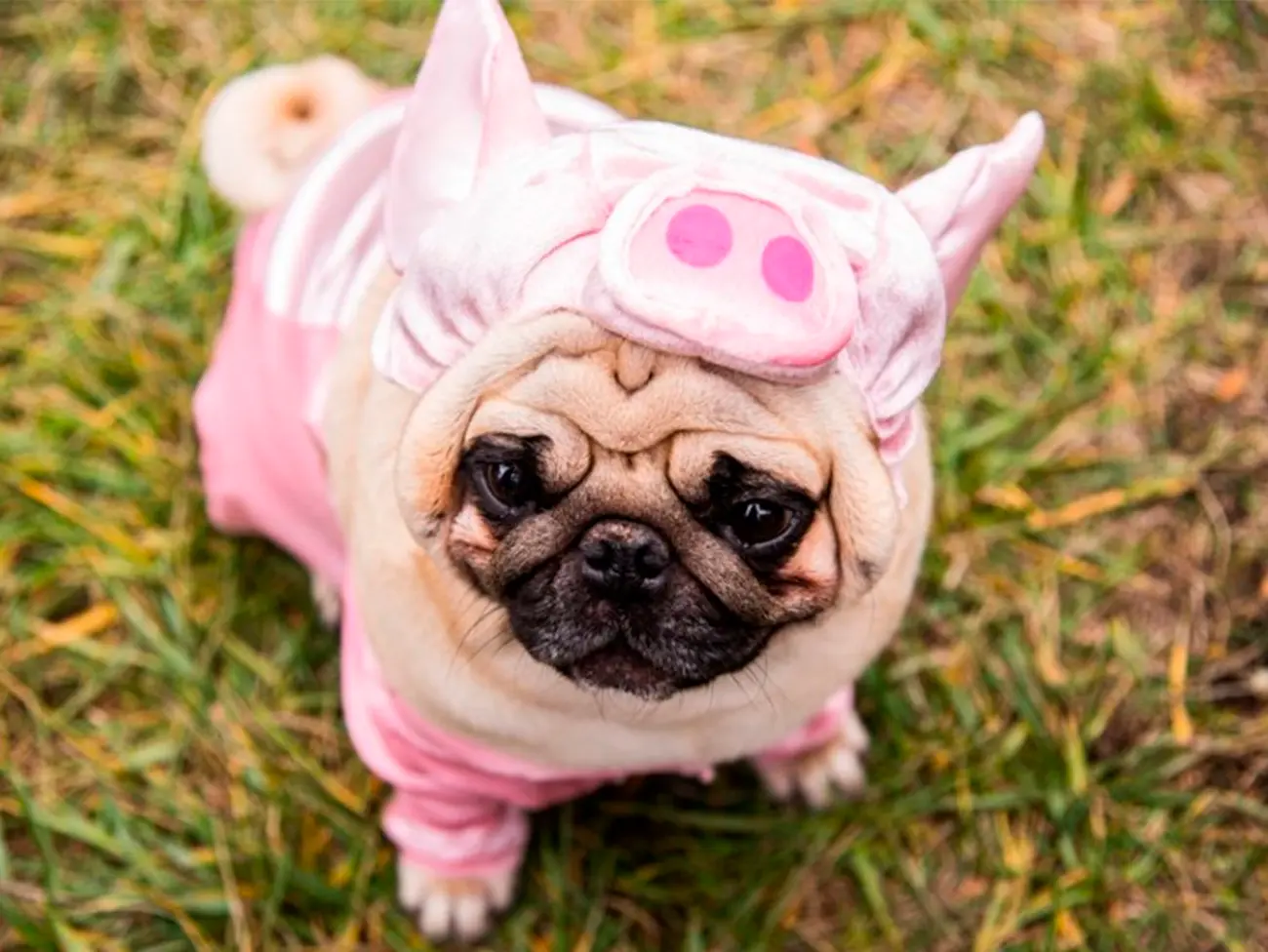 ¿Los perros necesitan ropa en temporada de frío?