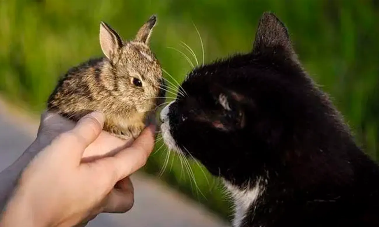 ¿Pueden convivir un gato y un conejo? Sí, con paciencia y una buena introducción