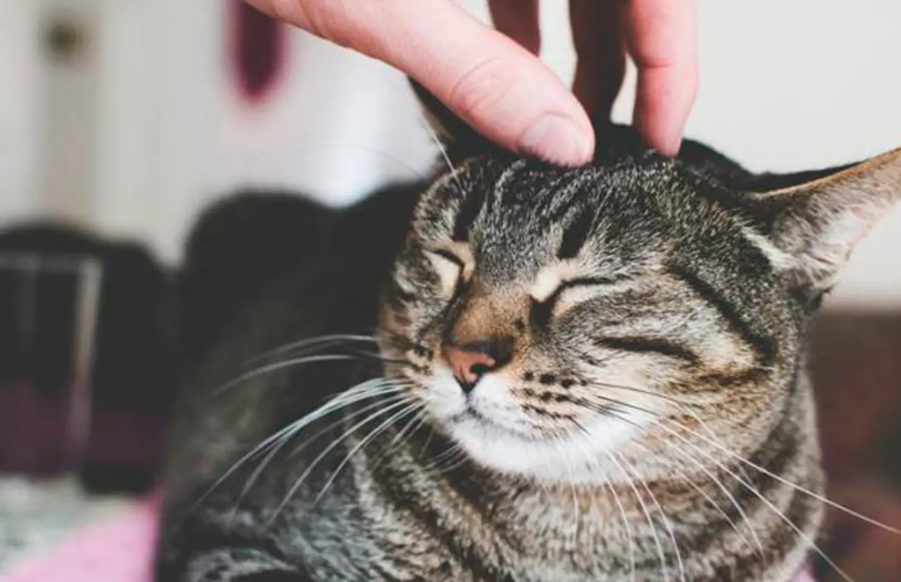 Cómo acercarte a un gato y ganar su confianza