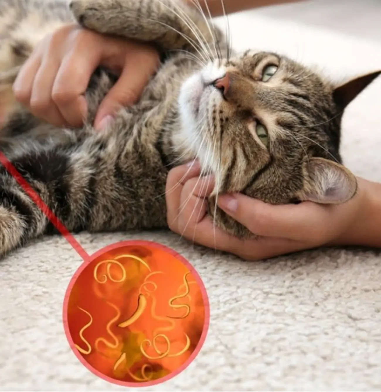 Parásitos en gatos: lo que debes saber para proteger a tu minino