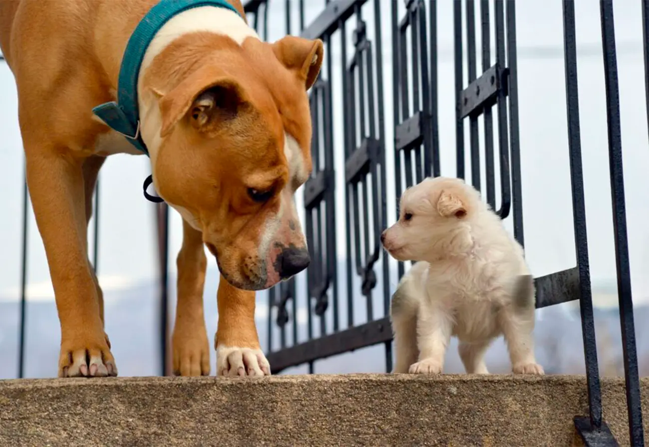 ¿Cachorro o perro adulto? Claves para elegir al compañero ideal