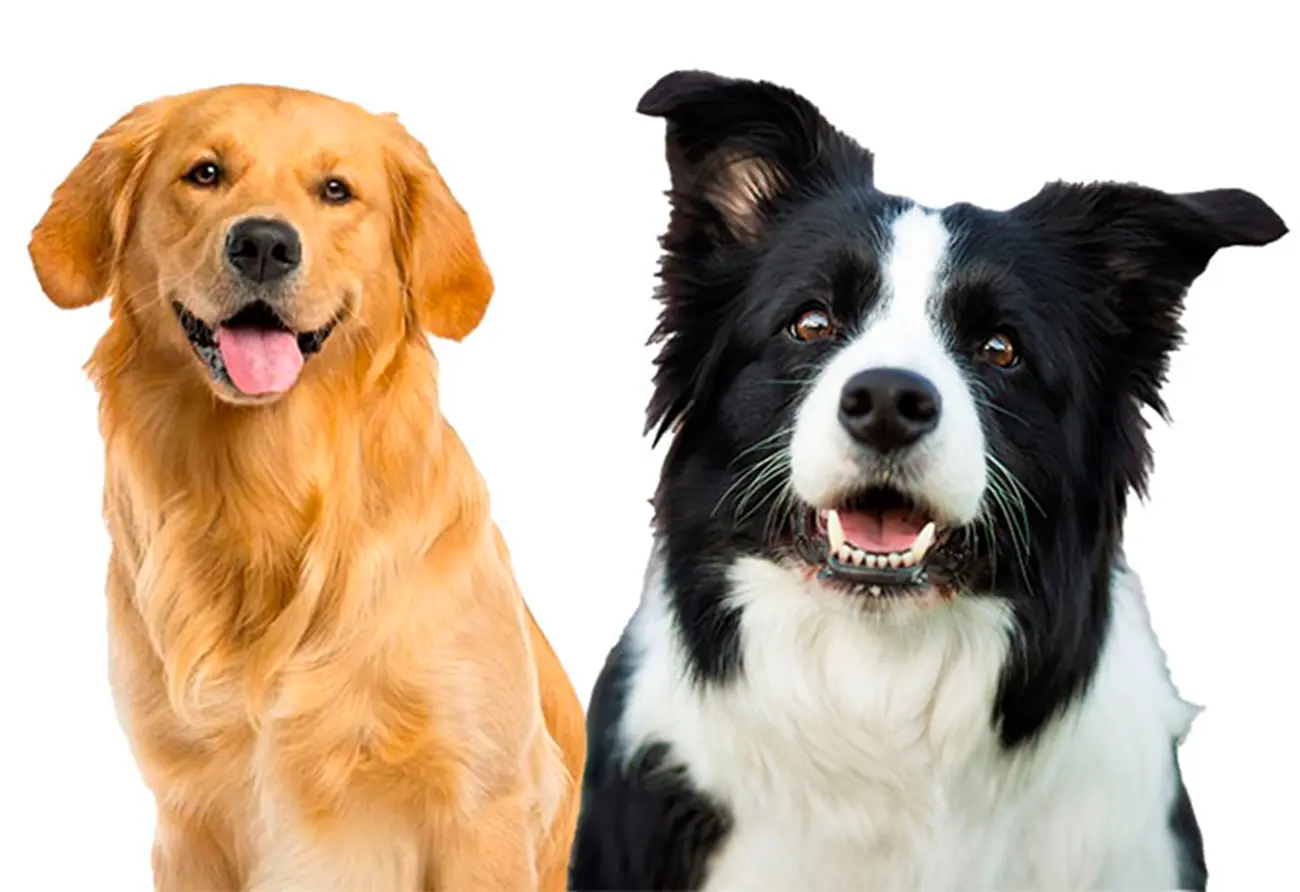 Perros con energía de sobra: razas ideales para personas activas