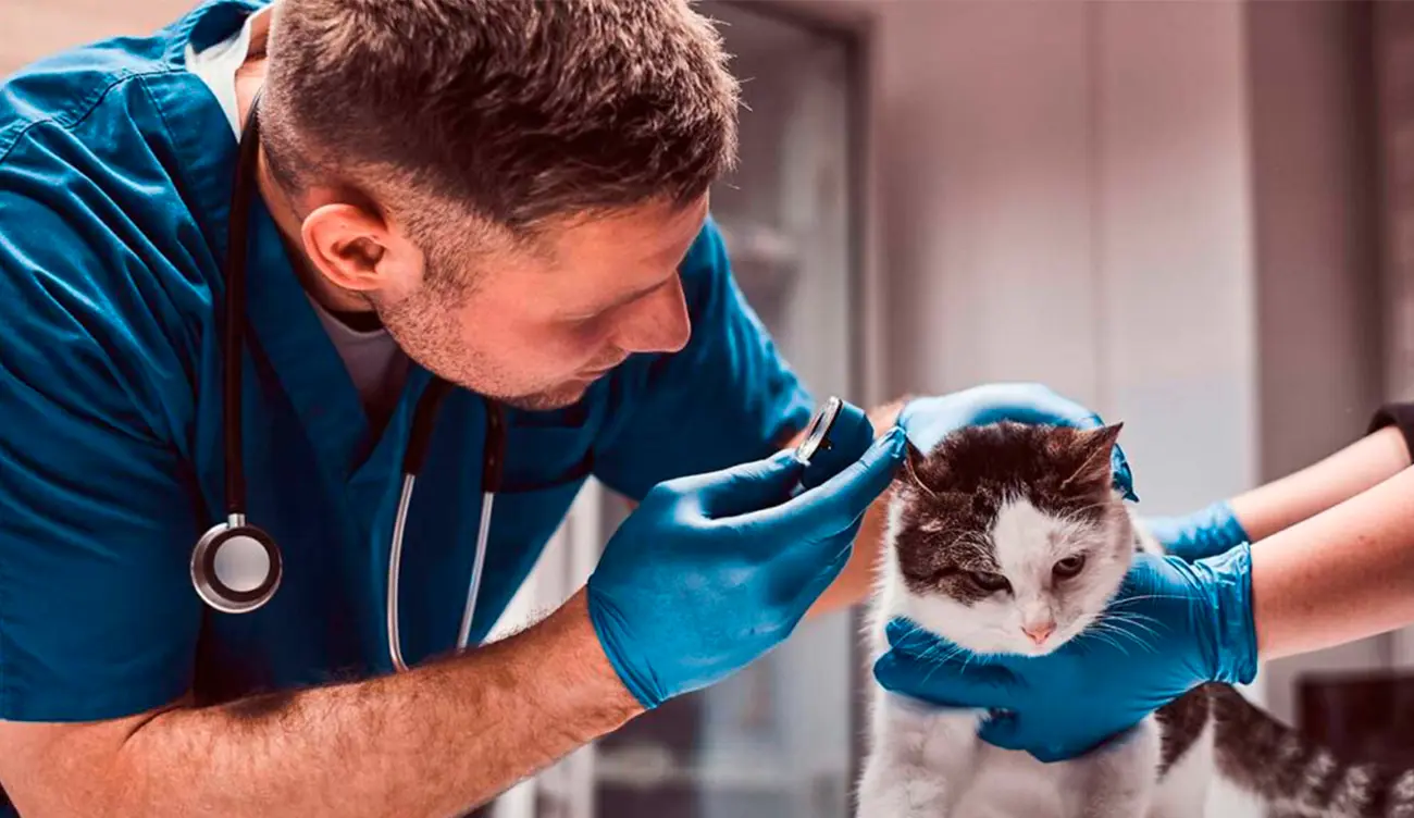 ¿Tu gato oye bien? Señales que pueden indicar pérdida auditiva