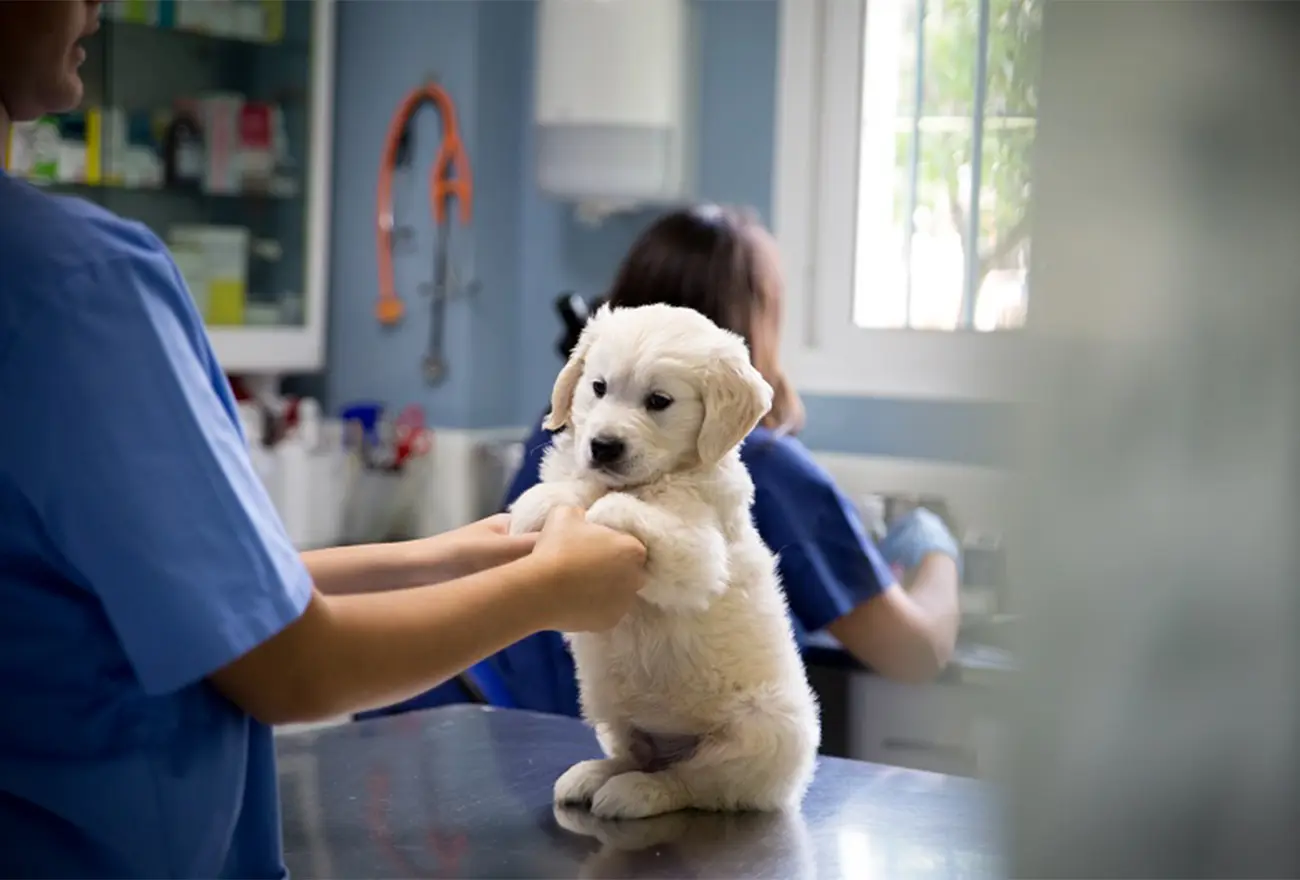 Visitas al veterinario: una rutina clave para la salud de tu perro