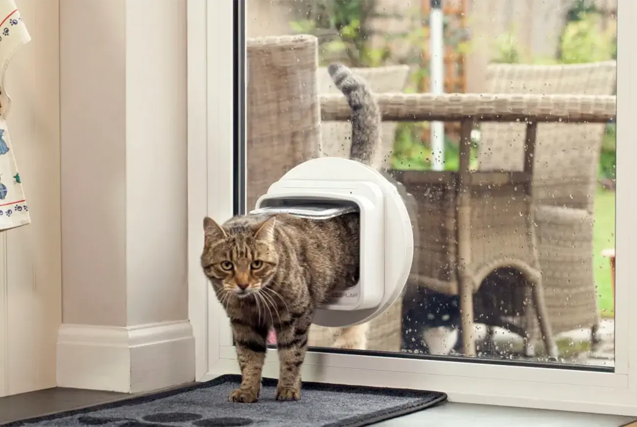 ¿Por qué los gatos intentan salir de casa?