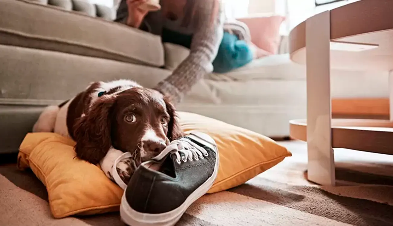 ¿Por qué a los perros les encanta morder los zapatos?