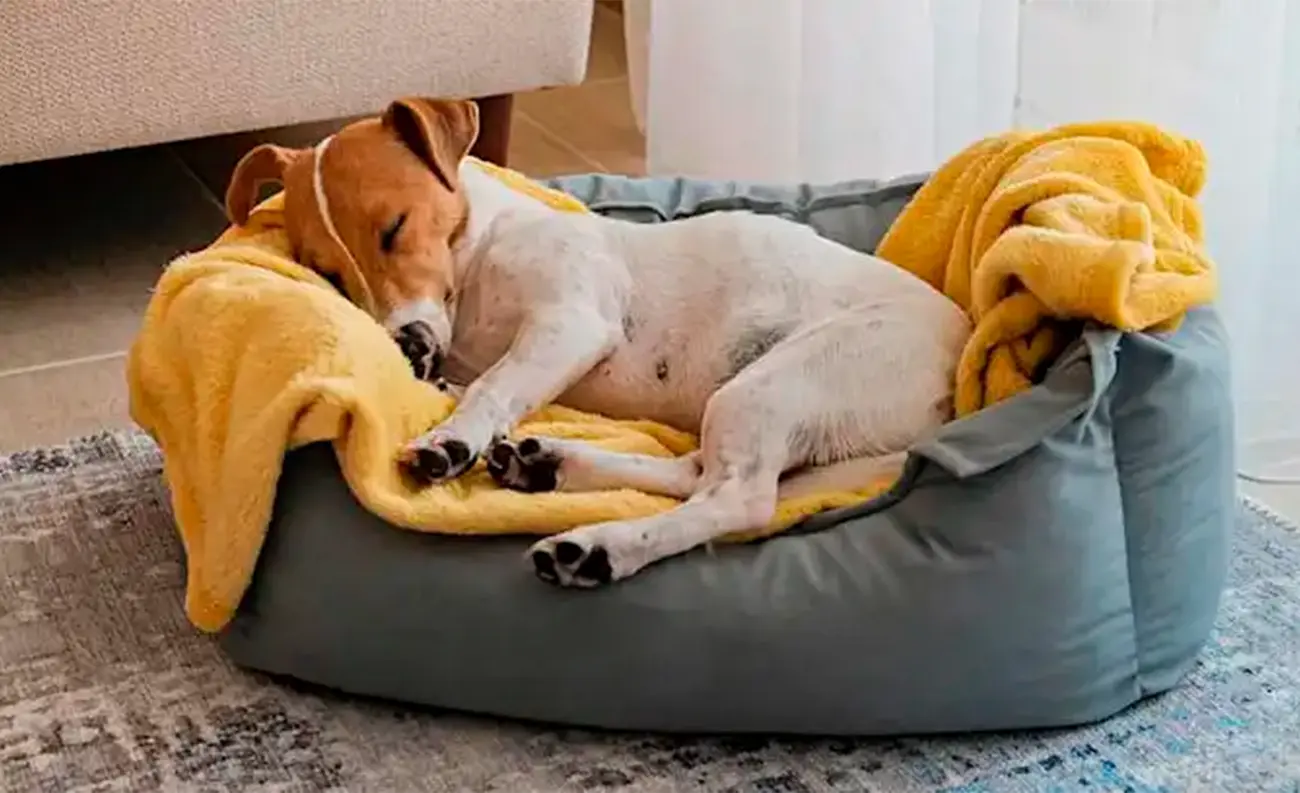 ¿Cuánto duermen los perros y por qué parece que siempre están descansando?