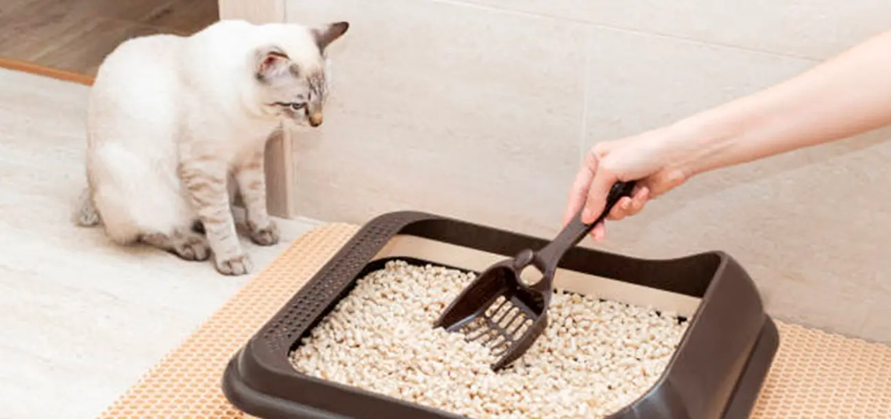 ¿Cómo limpiar correctamente la caja de arena de tu gato?