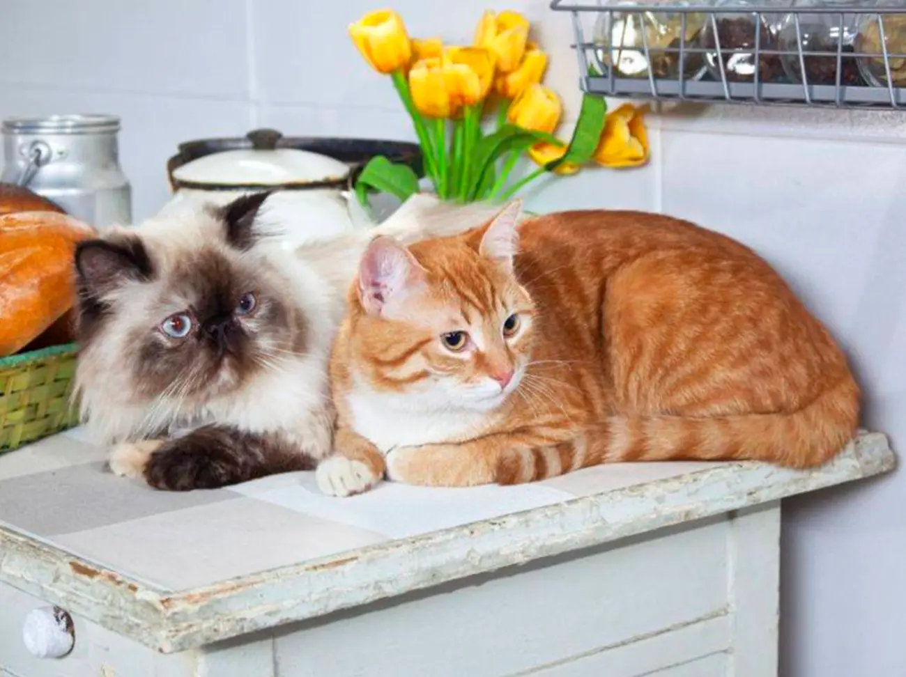 ¿Qué les gusta hacer a los gatos? Actividades que forman parte de su día a día