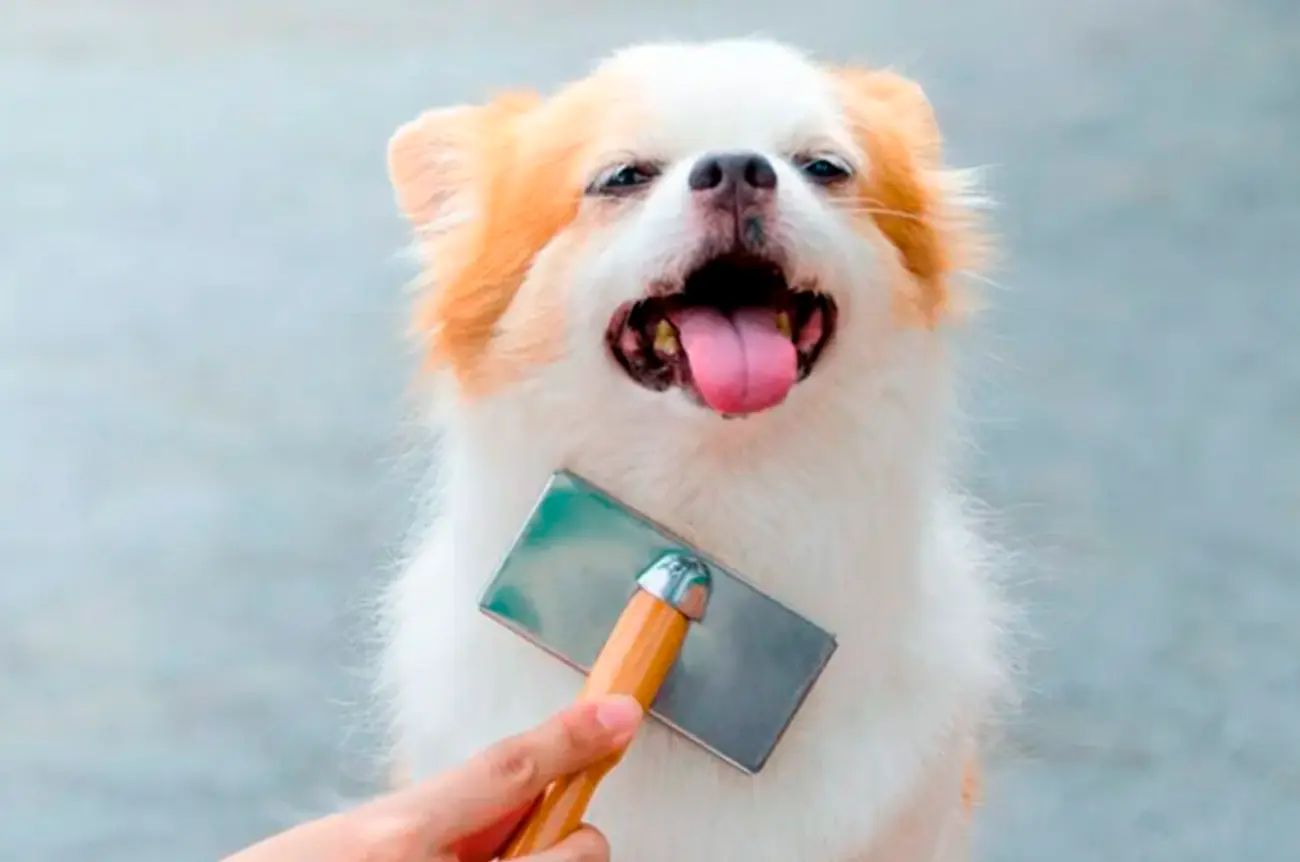 Pelaje sano, perro feliz: claves para cuidar su piel y apariencia