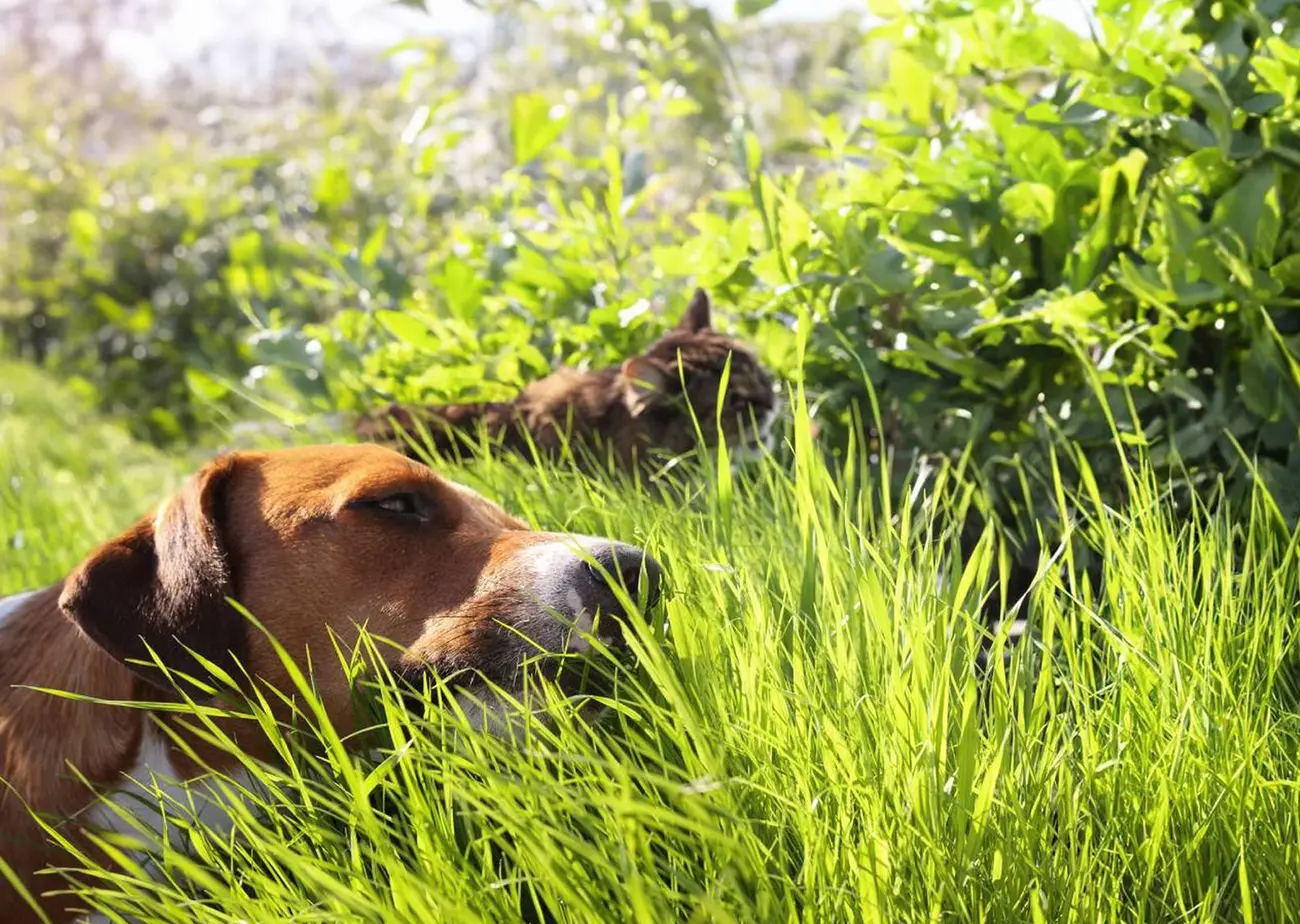 ¿Por qué los perros comen pasto? Conductas comunes que sí tienen explicación