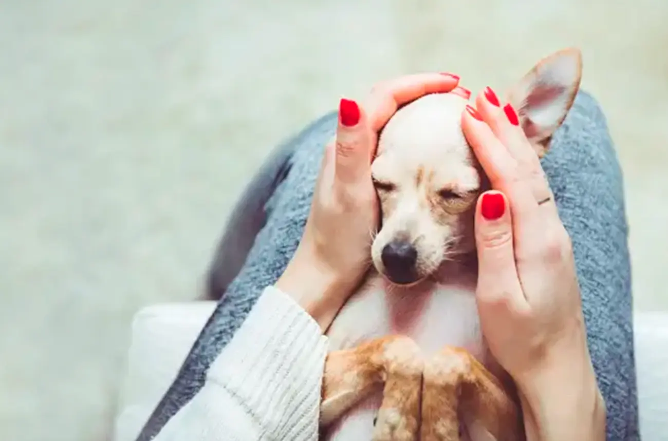¿Tu perro es nervioso? Claves para ayudarlo a sentirse más tranquilo