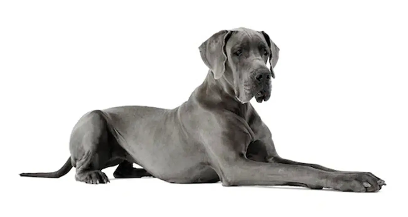 Razas de perros ideales para disfrutar del hogar