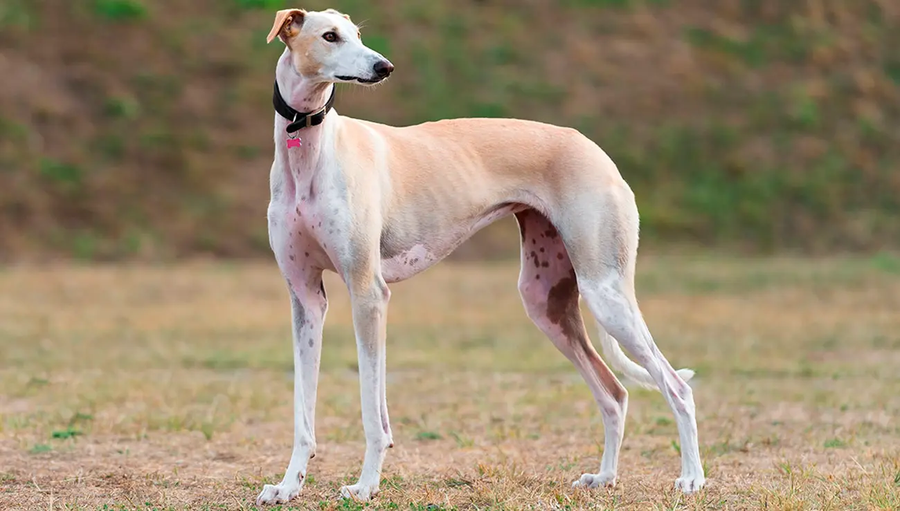Razas de perros ideales para disfrutar del hogar