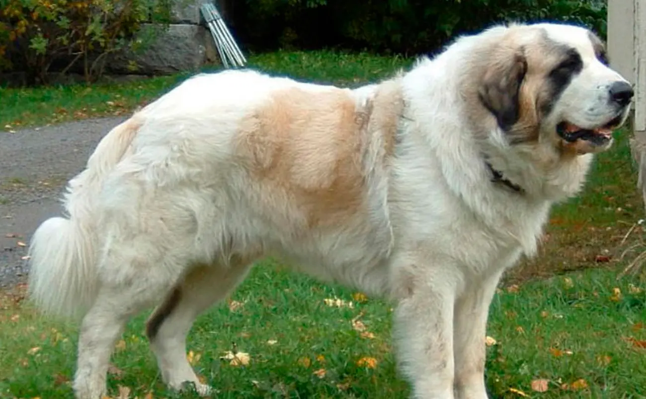 Razas de perros ideales para disfrutar del hogar