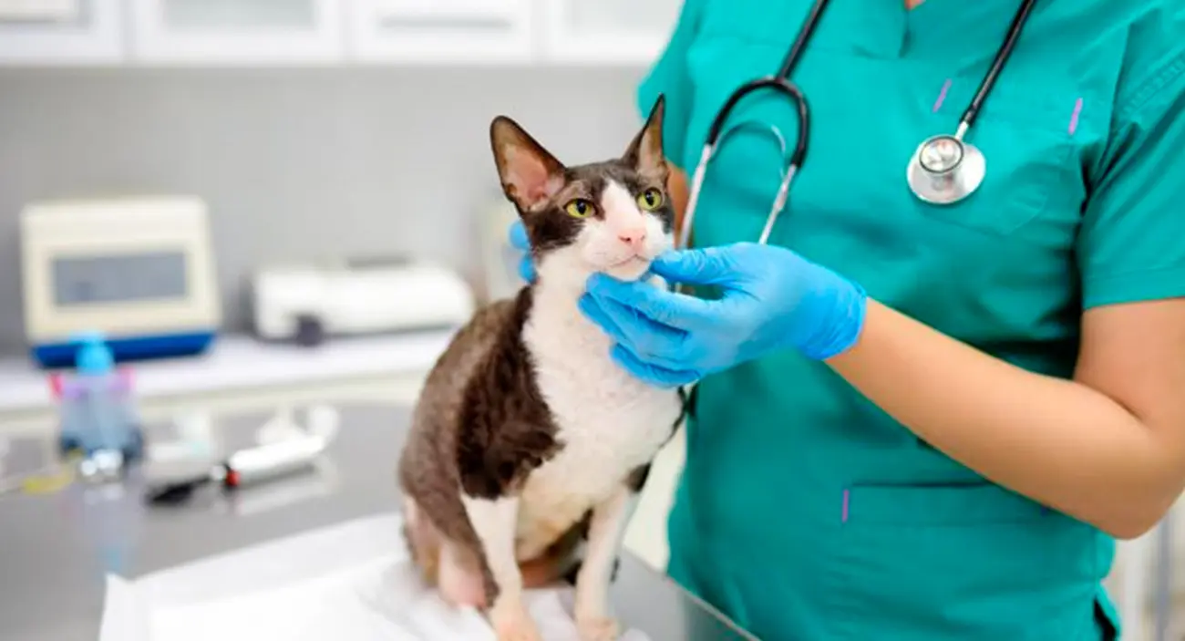 Salud oral felina: enfermedades más comunes en gatos