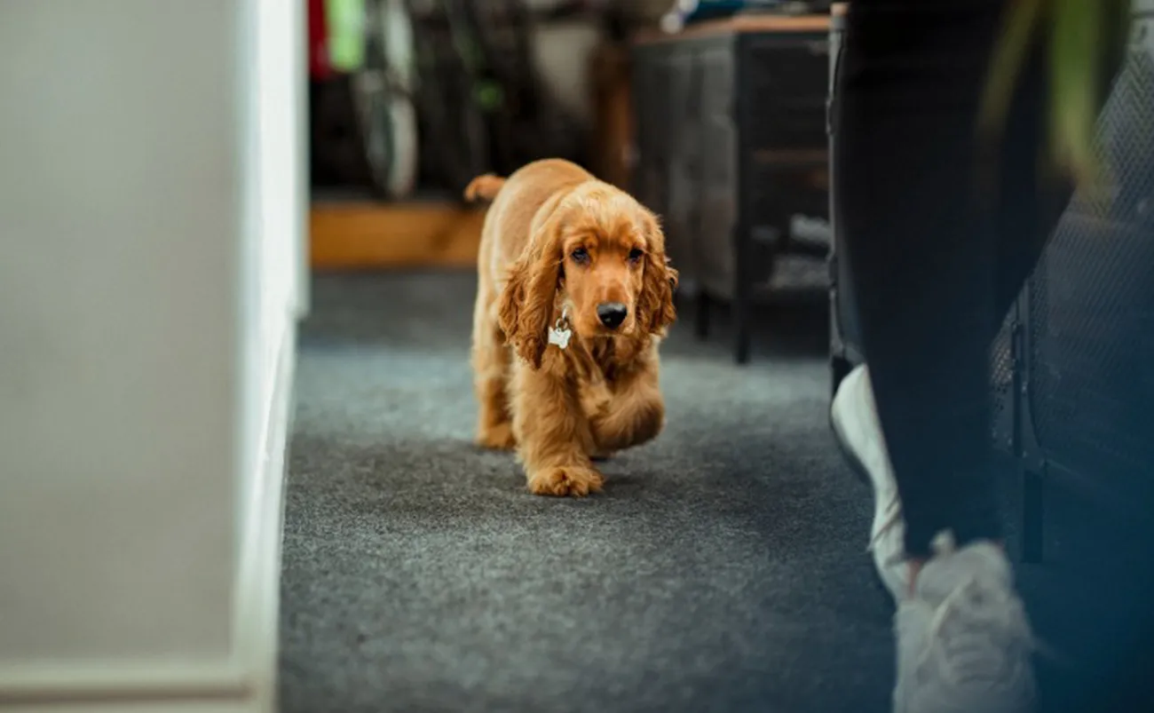 ¿Por qué tu perro te sigue a todas partes?
