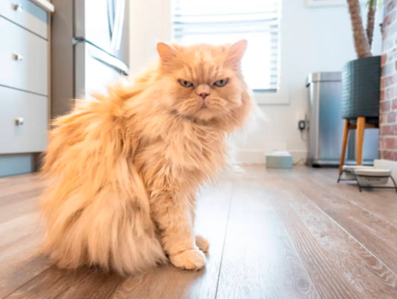 ¿Tu gato te ignora? Razones comunes detrás de su actitud distante