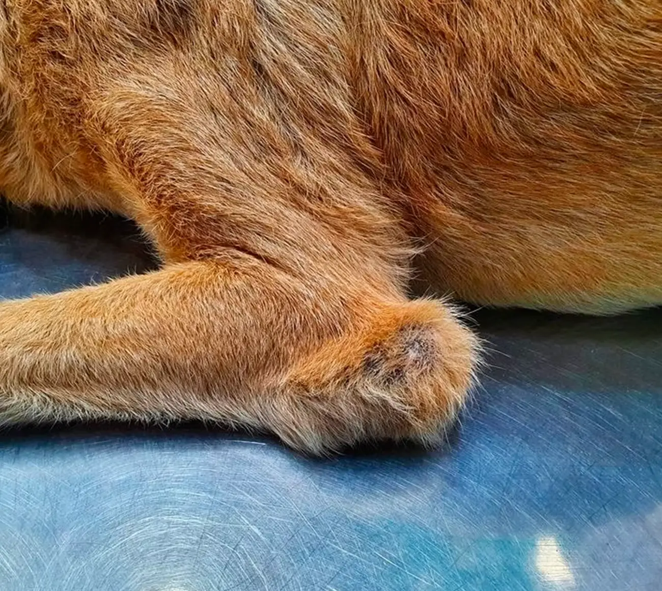 Una afección común en razas grandes: Higroma de codo en perros