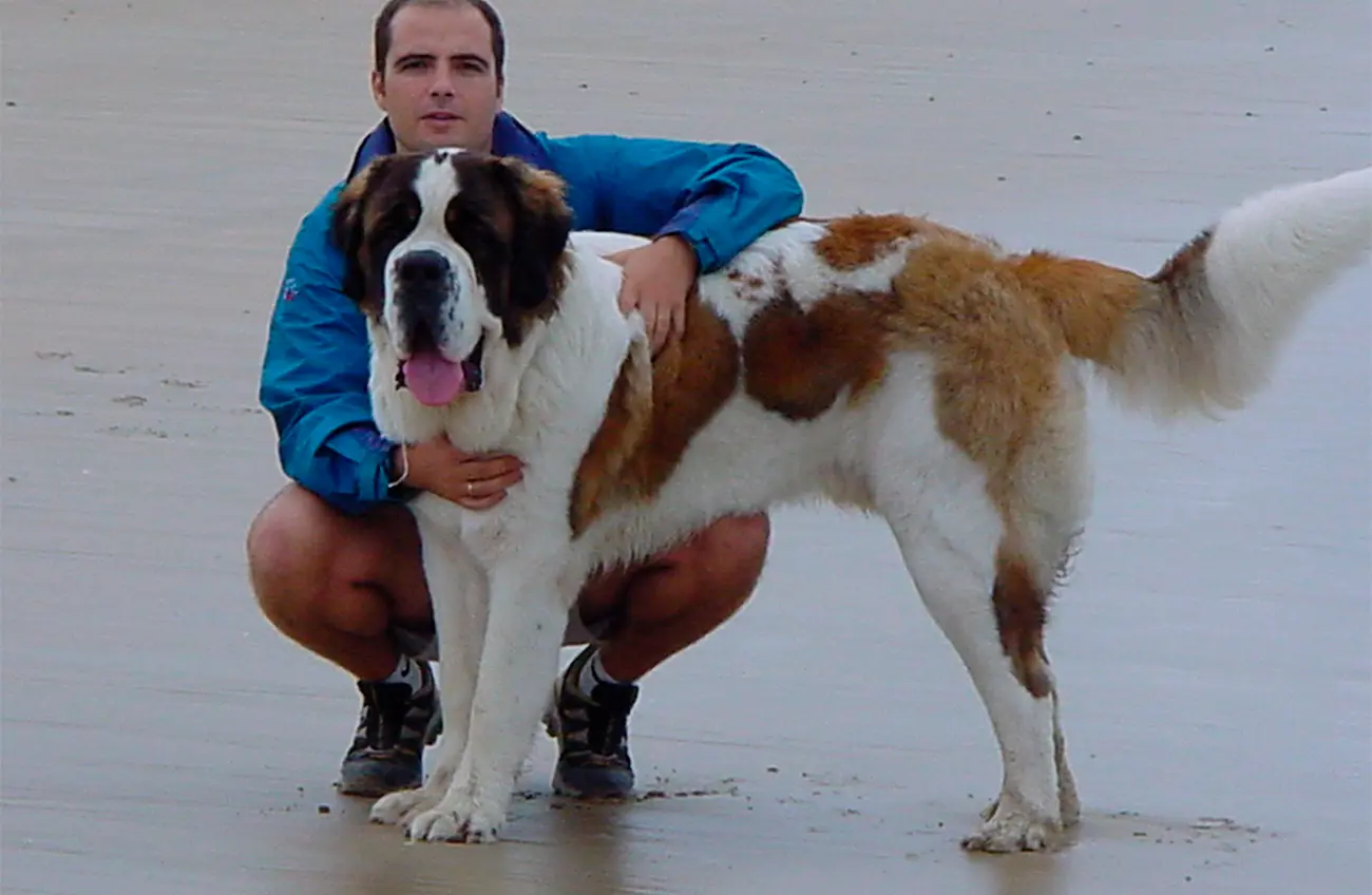 Perros de terapia: razas que destacan por su sensibilidad y compañía