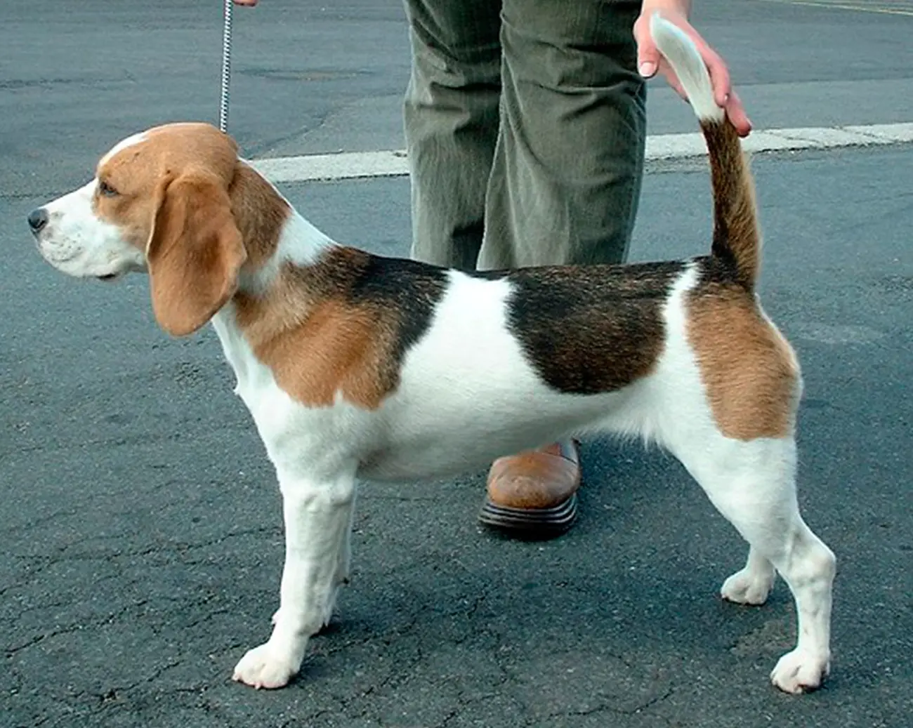 Perros de terapia: razas que destacan por su sensibilidad y compañía